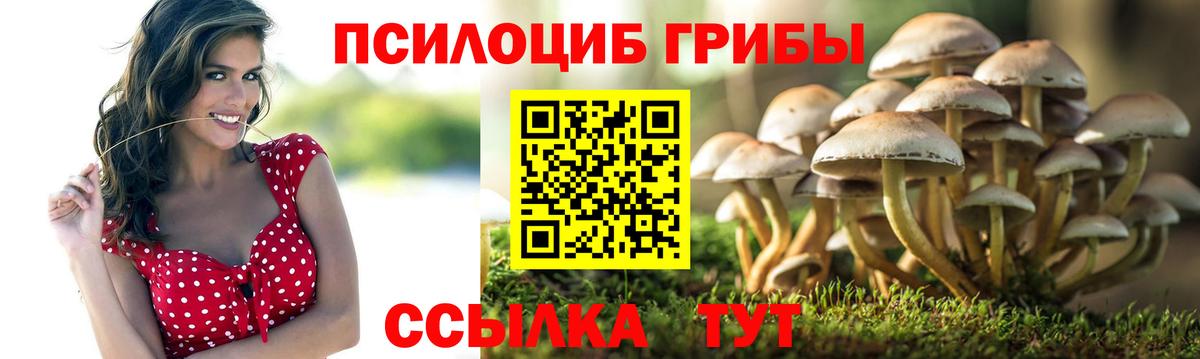 как найти наркотики  Вход с VPN  Псилоцибиновые грибы Magic Shrooms  Белорецк  Галлюциногенные грибы Psilocybine cubensis 